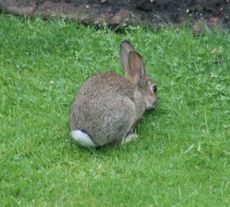 Wild-Kaninchen 051.jpg